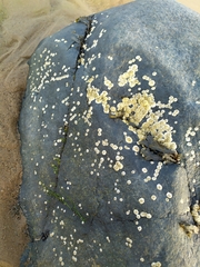 Semibalanus balanoides