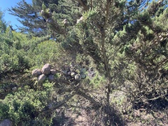 Cupressus macrocarpa