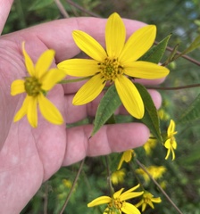 Helianthus microcephalus