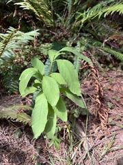 Oemleria cerasiformis