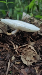 Leucocoprinus brebissonii