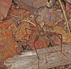 Phalangopsidae