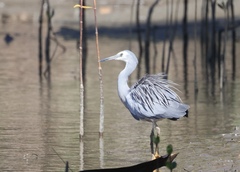 Egretta novaehollandiae