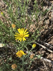 Xanthisma spinulosum