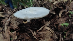 Leucocoprinus brebissonii
