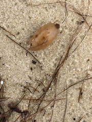 Geobalanus oblongifolius