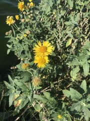 Verbesina encelioides