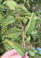 Helianthus microcephalus