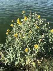 Verbesina encelioides