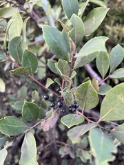 Ilex coriacea