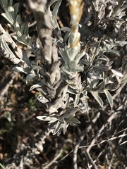 Syncarpha ferruginea