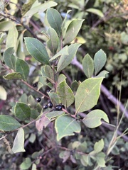 Ilex coriacea