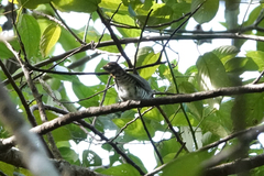 Chrysococcyx minutillus