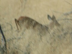 Raphicerus campestris