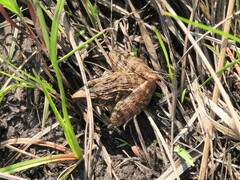 Ptychadena oxyrhynchus