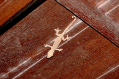 Gekko vittatus
