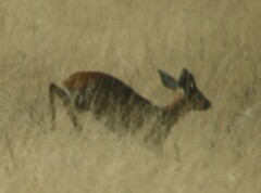 Raphicerus campestris