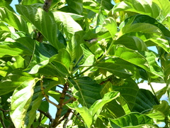 Mellisuga minima