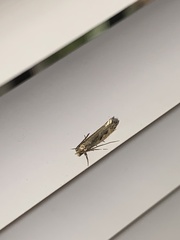 Tineinae