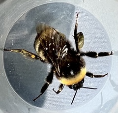 Bombus occidentalis