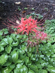 Lycoris radiata