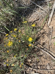 Xanthisma spinulosum