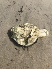 Crassostrea virginica