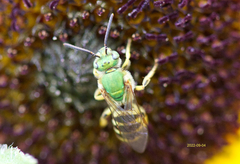 Agapostemon virescens