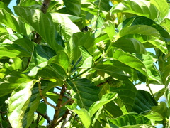 Mellisuga minima