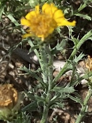 Xanthisma spinulosum