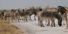 Equus quagga burchellii