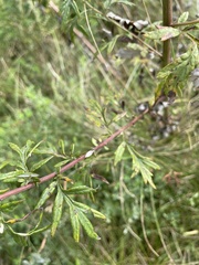 Artemisia vulgaris