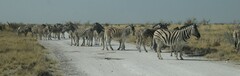 Equus quagga burchellii