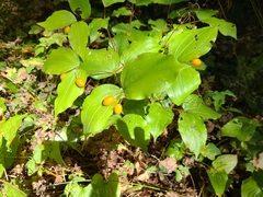 Prosartes smithii