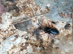 Trachyzelotes pedestris