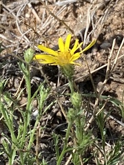Xanthisma spinulosum