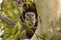 Megascops kennicottii