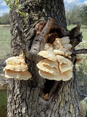 Laetiporus cincinnatus