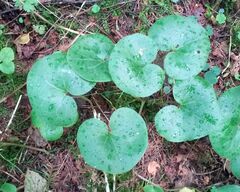Asarum europaeum