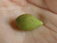 Amphibolips globulus