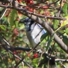 Cyanocitta cristata
