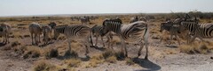 Equus quagga burchellii