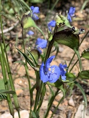 Commelina dianthifolia