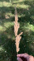 Calamagrostis epigejos