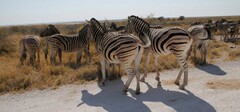 Equus quagga burchellii