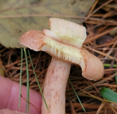 Lactarius vinaceorufescens
