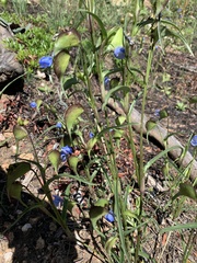 Commelina dianthifolia