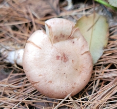 Lactarius vinaceorufescens
