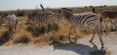 Equus quagga burchellii