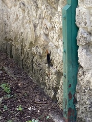 Agama picticauda